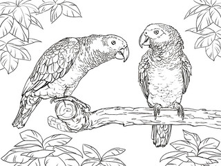 Два попугая на ветке
