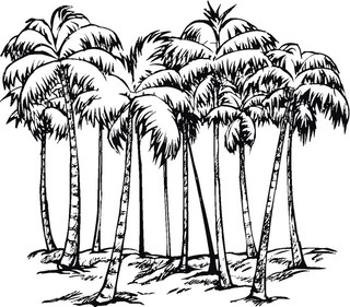 Пальмовый лес