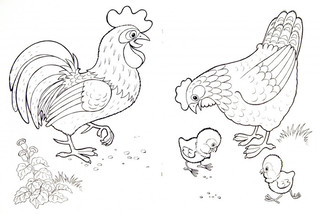 Петух, курица и цыплята